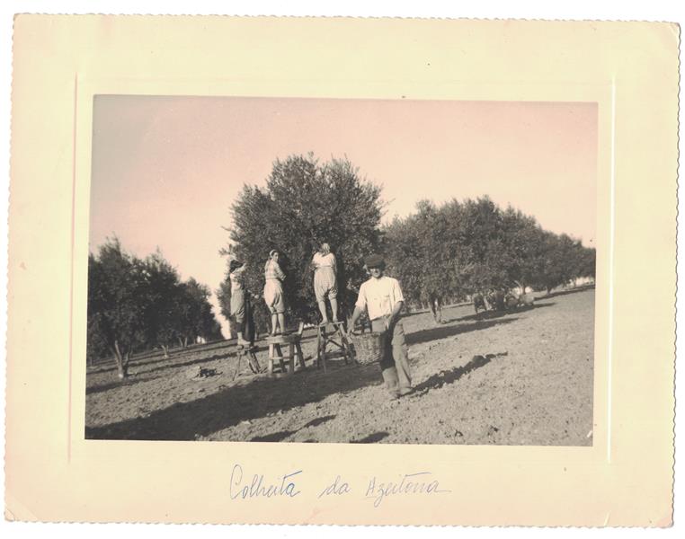 <span><p>Trabalhadores na colheita da azeitona;</p></span>